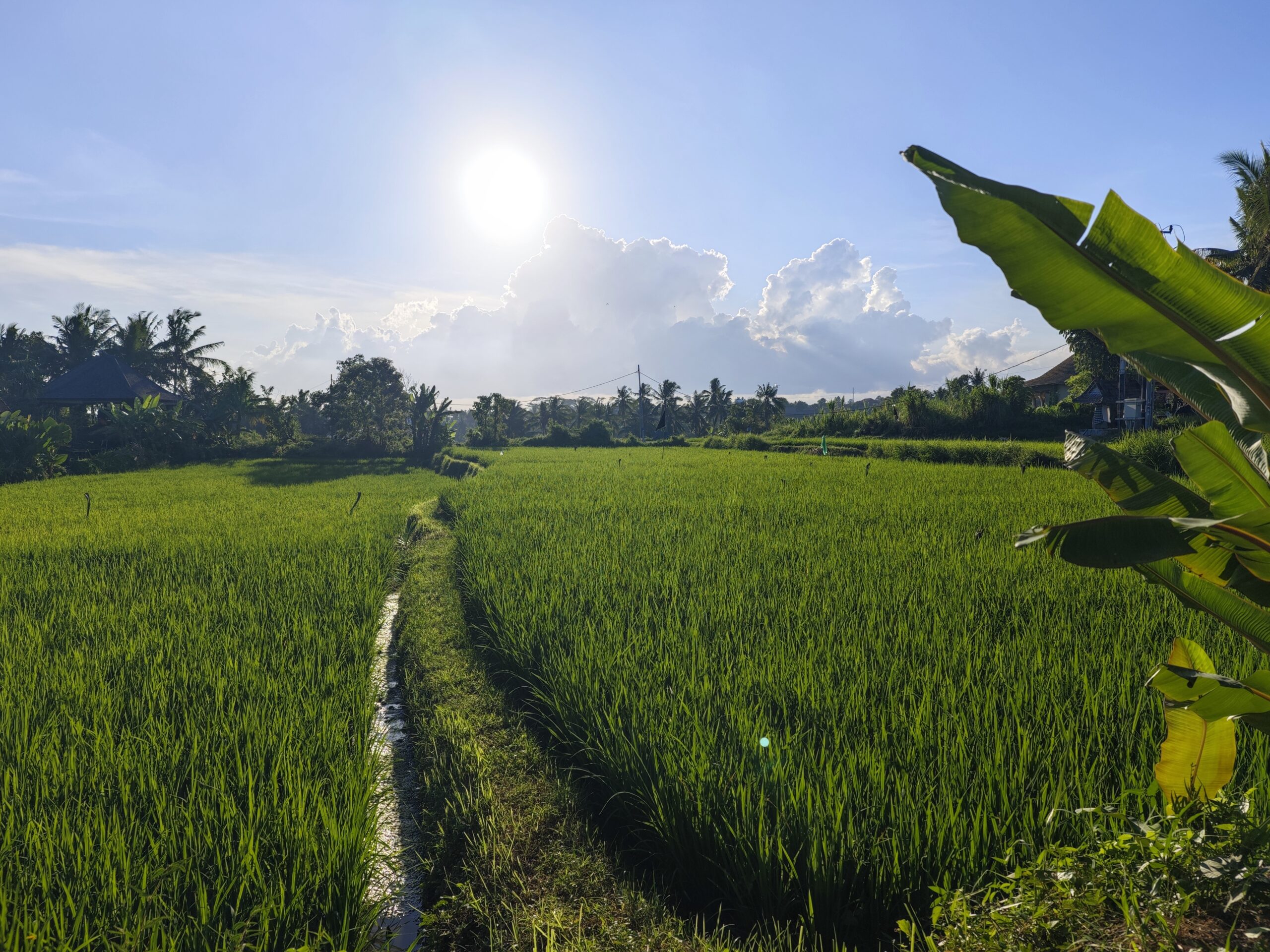 Reisfelder Nähe ubud