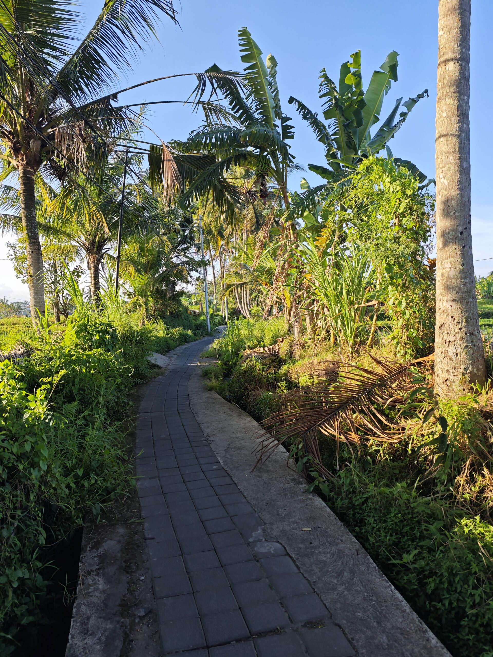 Weg durch reisfelder