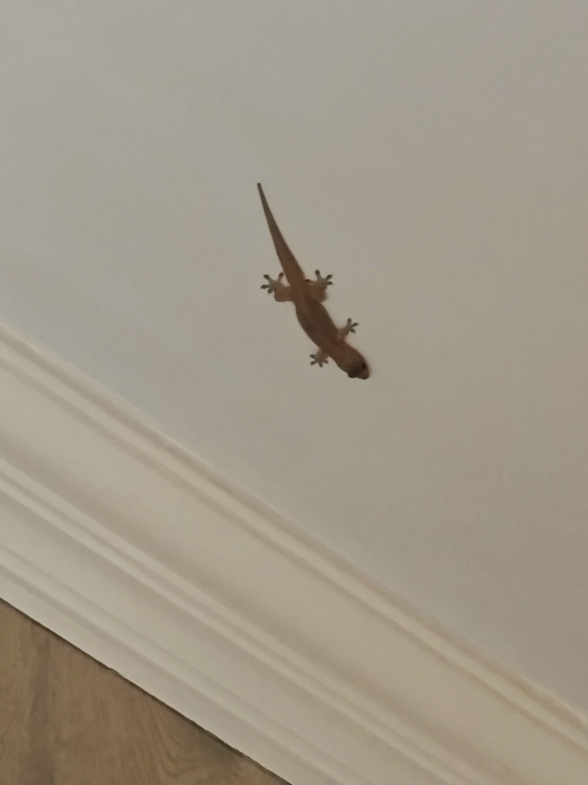 Gecko an der Decke