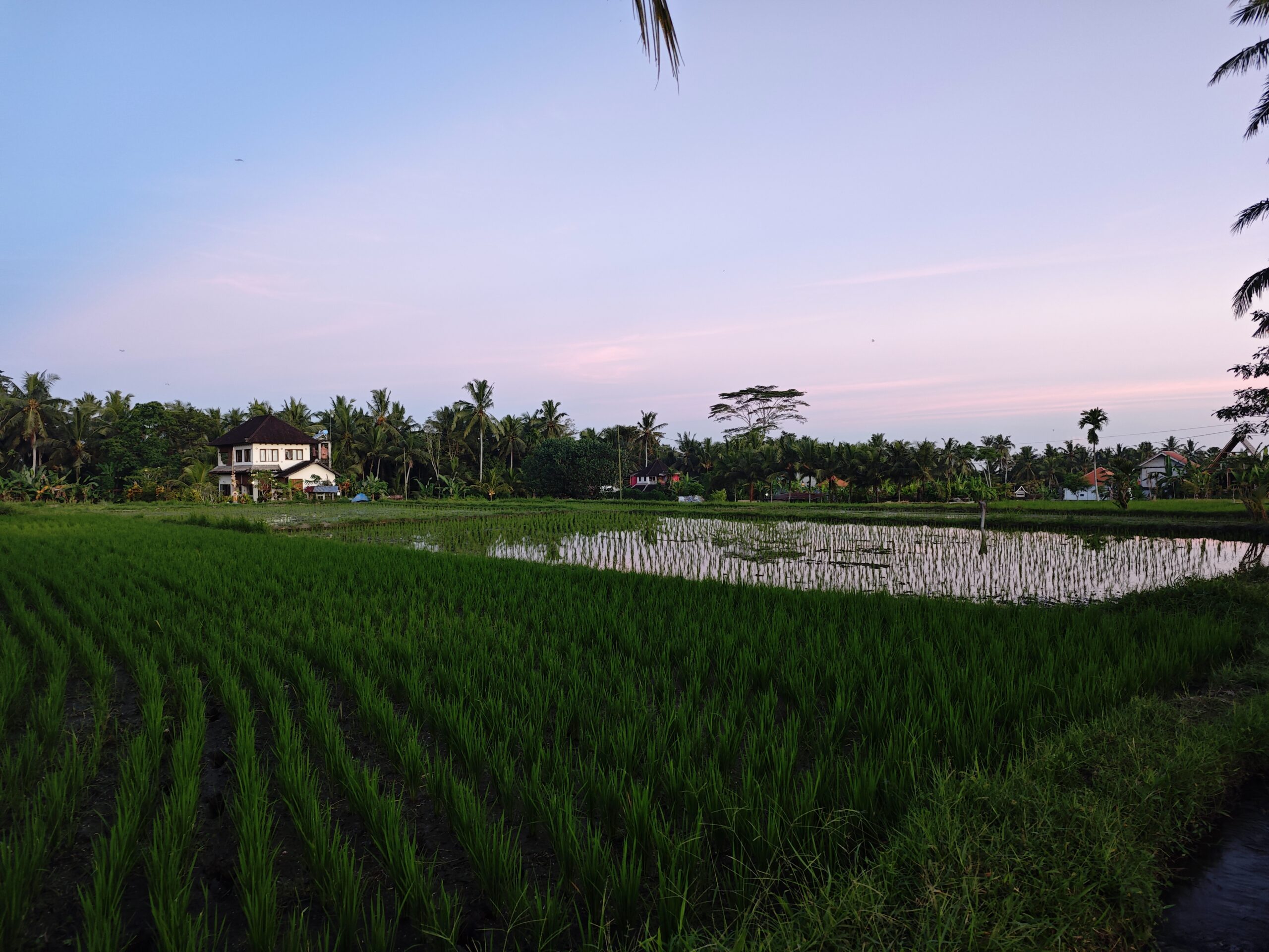 Reisfeld bei Sonnenuntergang