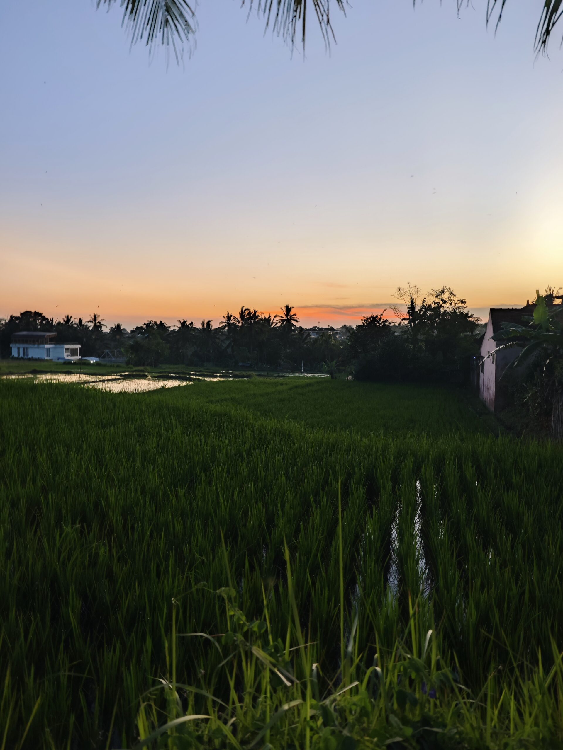 Reisfeld bei Sonnenuntergang