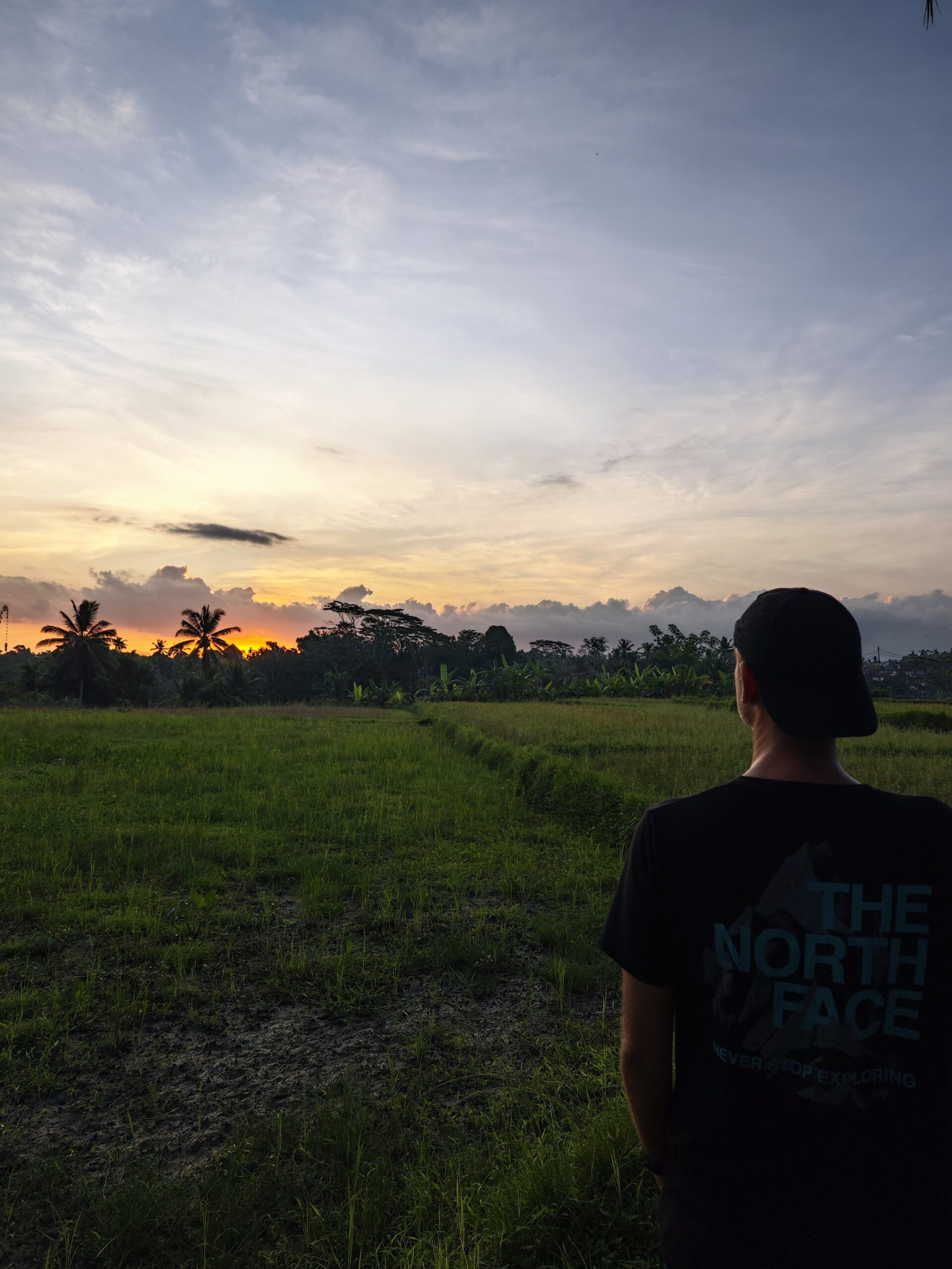Reisfeld bei Sonnenuntergang